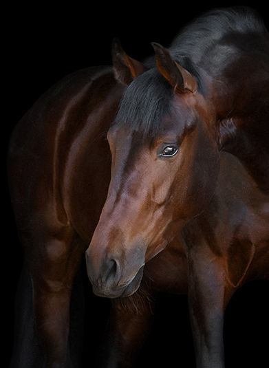 Paarden kopen en verkopen paardenmarkt ehorses.nl