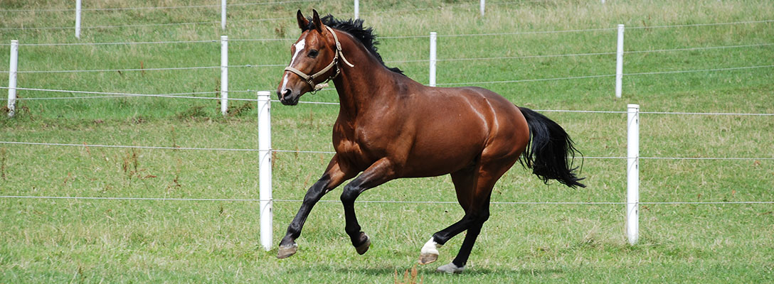 Uiterlijke kenmerken van het paard